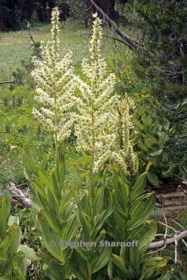 veratrum californicum var californicum 1 graphic